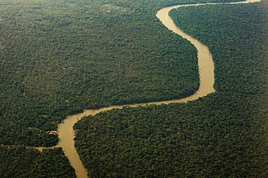 Бразилия может выпустить гособлигации на $10 млрд для спасения джунглей Амазонки: Новости ➕1, 20.12.2022