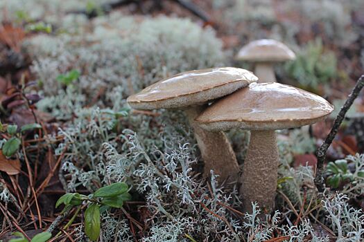 Токсиколог назвал симптомы отравления грибами
