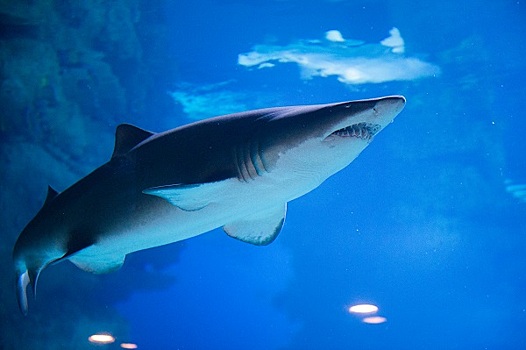 Порноактрису во время съемок укусила акула