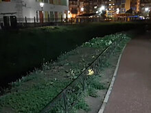Полчища крыс напугали жителей Кудрово