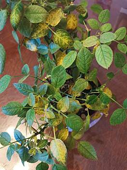 У розы резко пожелтели листья. Как ее спасти?