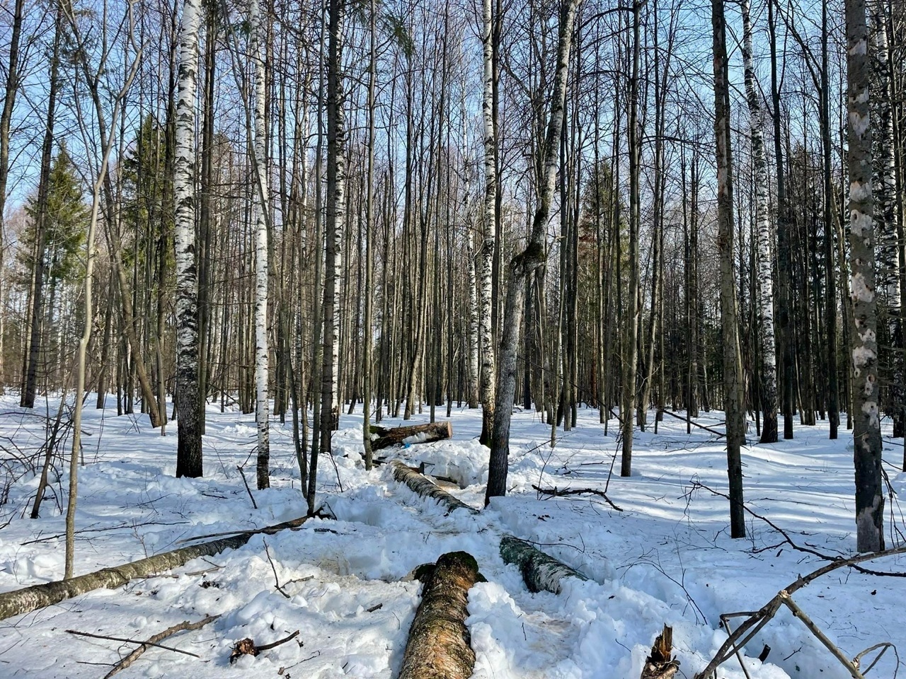 В Можгинском районе рабочего насмерть упавшим деревом
