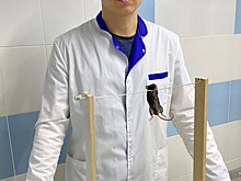 Ученые нашли изменения в структуре митохондрий при болезни Дюшенна