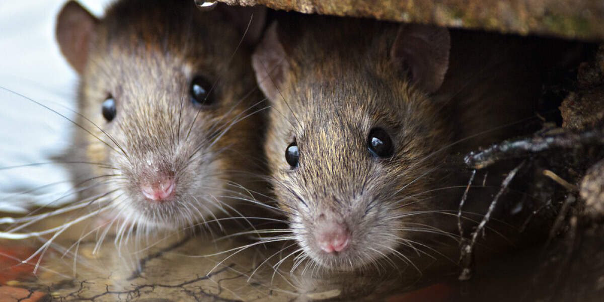 С вирусом на хвосте: новую пандемию COVID-19 могут начать полчища крыс в мегаполисах Европы и США