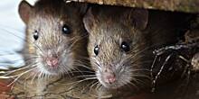С вирусом на хвосте: новую пандемию COVID-19 могут начать полчища крыс в мегаполисах Европы и США