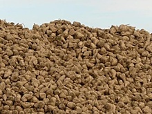 В Воронежской области собрали более 2 млн тонн сахарной свёклы