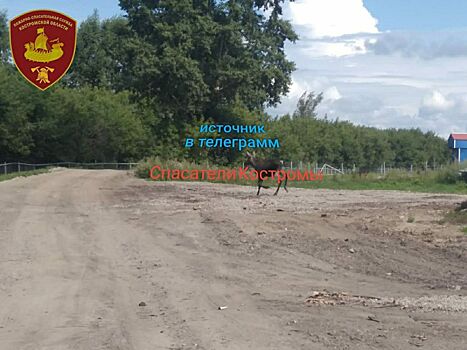 Лось пришел на костромской завод и заставил всех работать