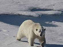 Утверждена комиссия по редким и находящимся на грани исчезновения животным, растениям и грибам, но перспектива неясна