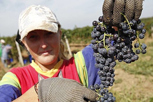 Каким будет сбор урожая винограда на Юге России в этом году