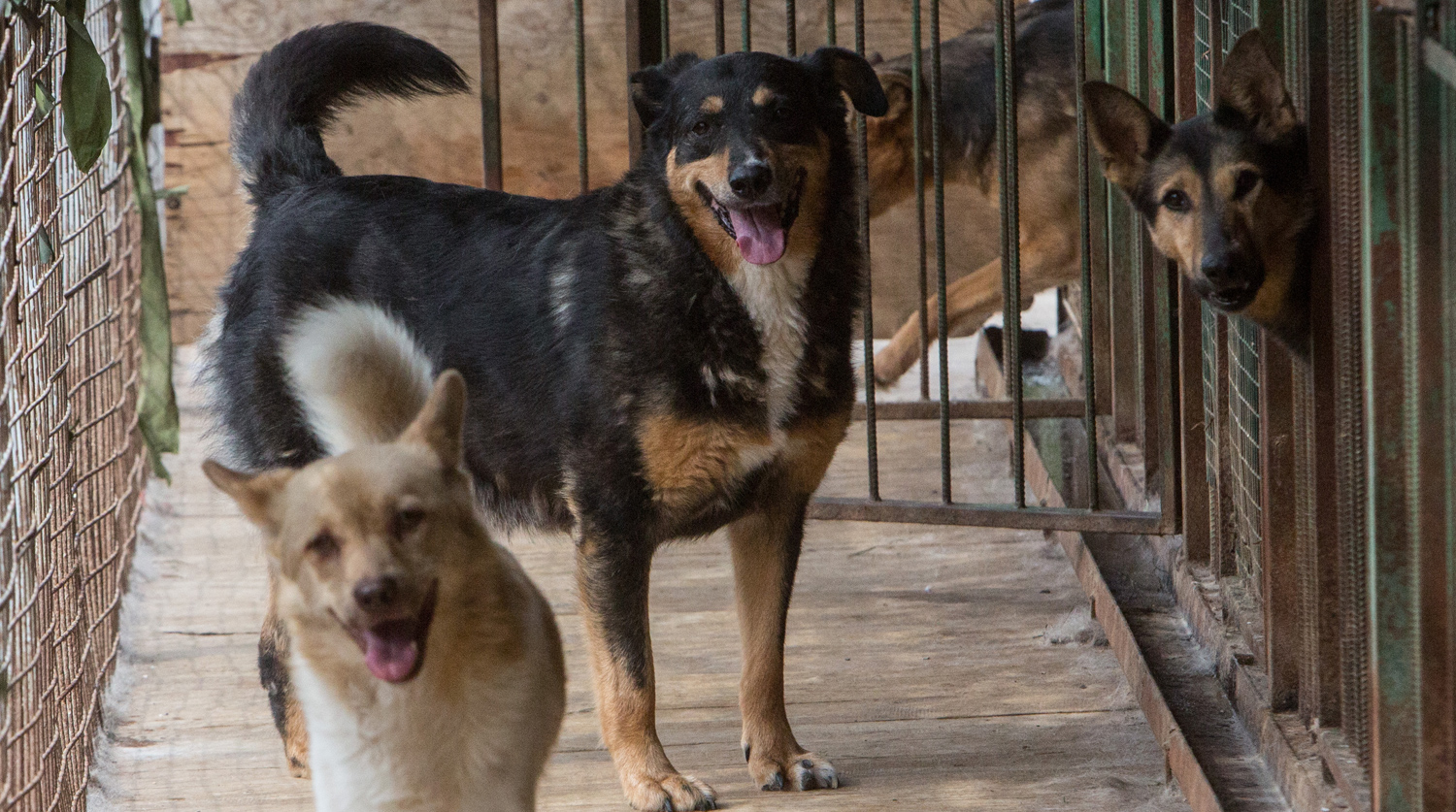 Эксперт Писаренко: если хочешь помочь бездомным животным, важно позвонить в приют
