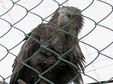 В Красноярском крае полицейские пресекли незаконную продажу диких птиц