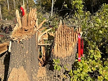 Природоохранная прокуратура внесла представление застройщику трассы в Волго-Ахтубинской пойме