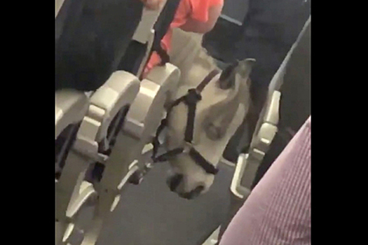 Лошадь прокатилась в самолете как пассажир и смутила путешественников