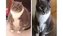 Преображение толстого кота в худого покорило Сеть