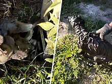 В Тюмени рабочие вытащили из колодца с водой собаку