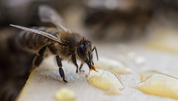 Медовый кризис: пестициды и химикаты убивают пчел
