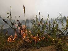 В российском регионе ввели режим ЧС из-за природного пожара