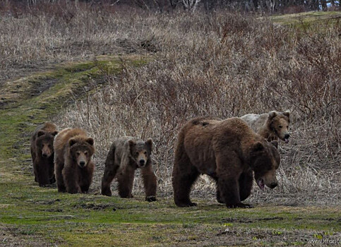 Дальневосточников эвакуировали из-за пришествия медведя