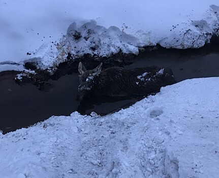 Петербуржцы заметили в канаве сбитого лося и забили тревогу