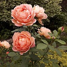 Моя любовь - английские розы