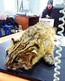 Угодивший в курятник дальневосточный кот будет прооперирован в Приморье
