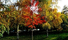 Золотая осень снова пришла в Волгоград и радует своими красками