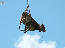 "Летающая" корова попала на видео