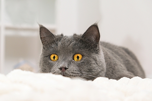 Серые кошки — 30 популярных пород