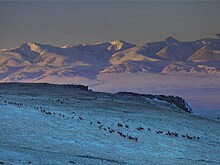 Выставка фотографий Алтайской природы откроется в Новосибирске