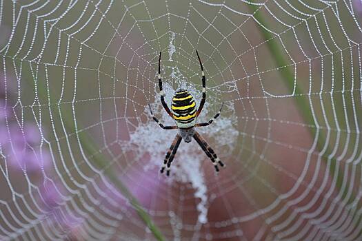 Пауков-ос нашли еще в одном российском регионе