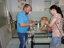 В Хабаровске массово прививают собак от бешенства