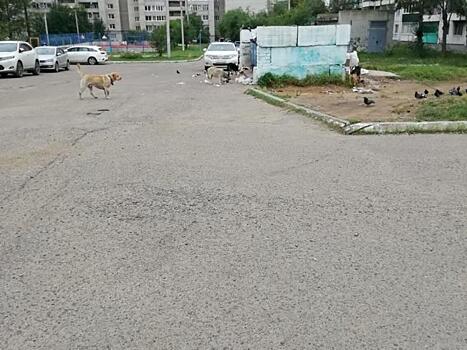 Стаю бездомных собак по ул. Советская показали жители дома