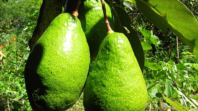 Ученые назвали авокадо залогом женского здоровья
