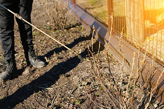 Сад будет рад: рассказываем, как правильно провести первые работы на участке