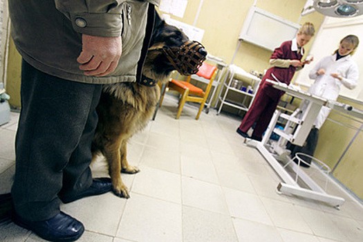 Житель Ленинградской области натравил пса на фельдшера