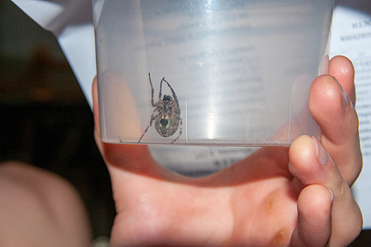 Во время приема у врача из уха школьника выполз паук