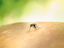 В российском регионе растет число заболевших лихорадкой Западного Нила