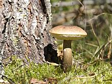 Подберезовик: описание видов с фото, где собирать и как готовить этот гриб