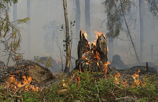 В российском регионе сгорели деревья почти на 1 млрд рублей
