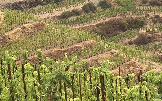 Страна НАТО заметно нарастила поставки вина в Россию