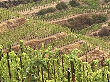 Страна НАТО заметно нарастила поставки вина в Россию