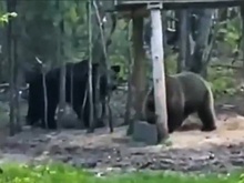 Свидание медведей в нижегородском лесу попало на видео
