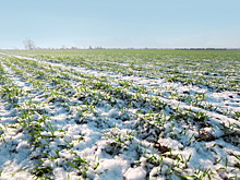 В Минсельхозе Воронежской области рассказали о состоянии озимых культур на полях региона
