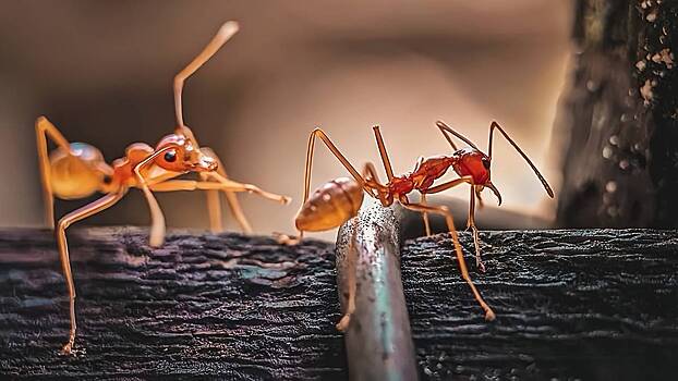Амазонские муравьи раскромсали палатку ученого и запустили внутрь тарантула