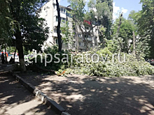 В Заводском районе дерево раздавило рабочего