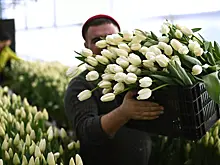 Стало известно, где продают самые дорогие букеты на 8 марта