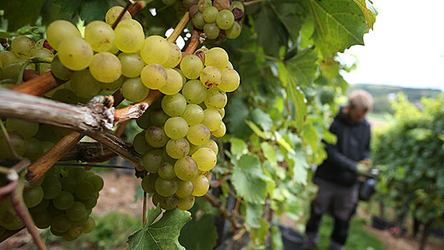 Крымские фермеры бьют рекорды сбора винограда