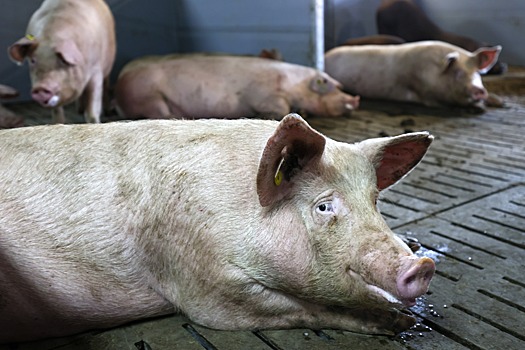 На Ставрополье у жителей изымут 2 тыс. свиней из-за вспышки АЧС