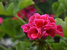 Как организовать зимовку герани в помещении