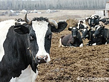 Руководитель свердловского завода объяснил рост цен на молоко и масло